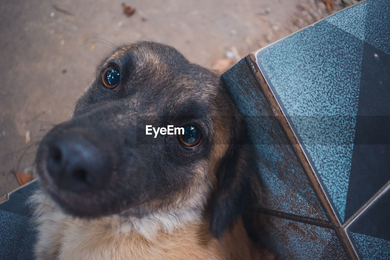 HIGH ANGLE VIEW OF DOG LOOKING AWAY