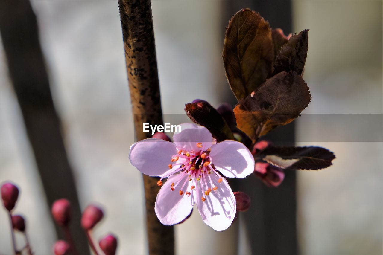 Close-up of pink plum blossom