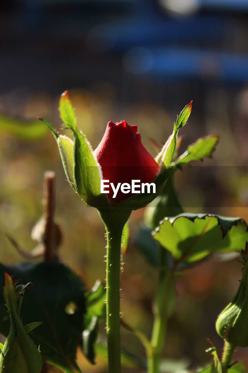 CLOSE-UP OF RED FLOWERS