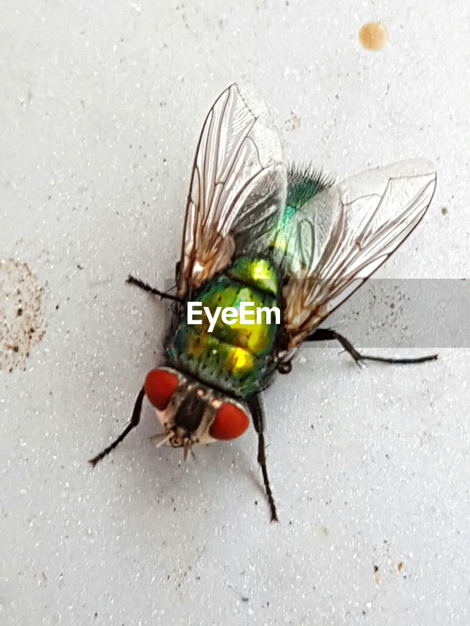 CLOSE-UP OF FLY ON LEAF