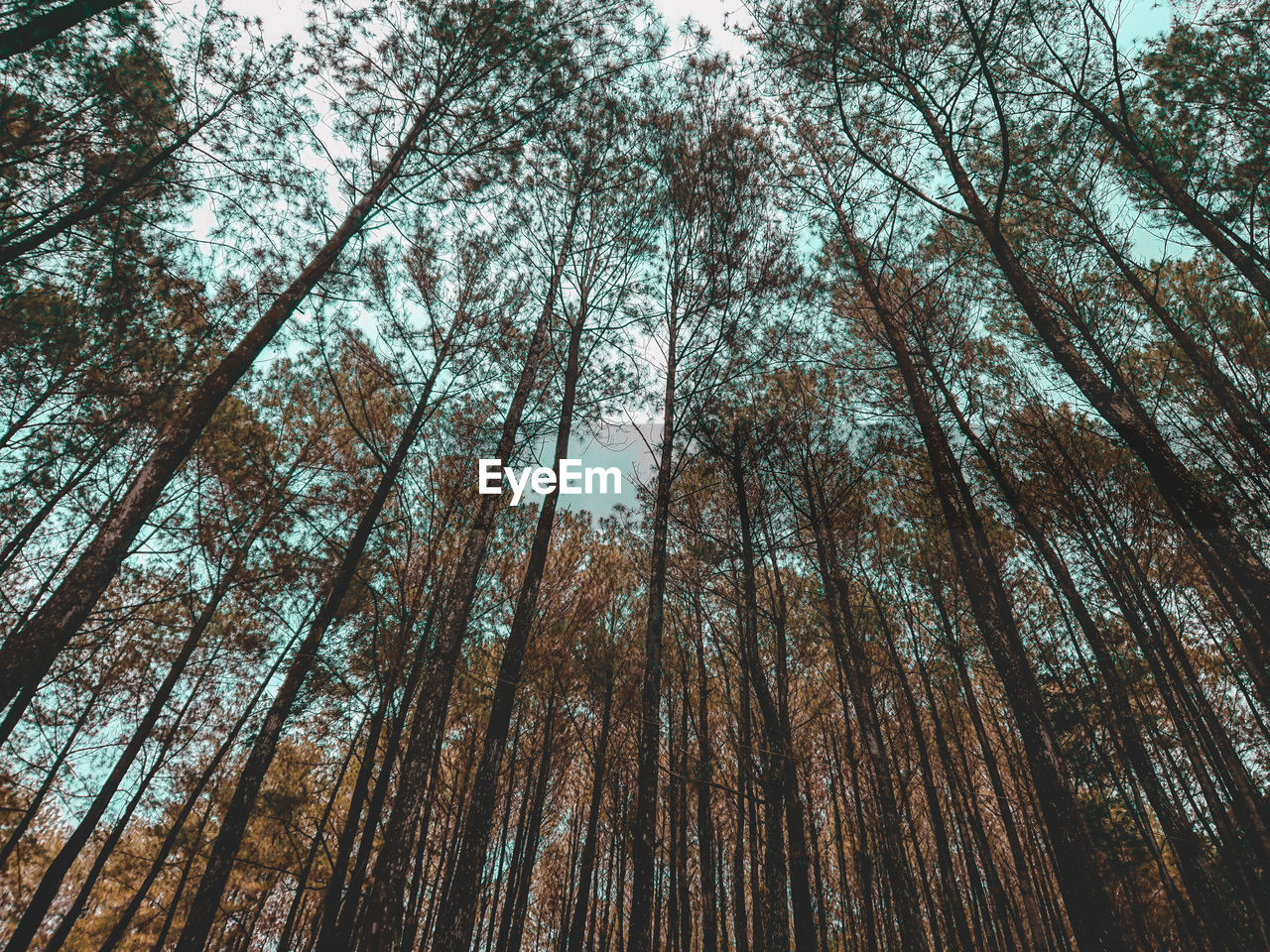 View of a forest tree in summer