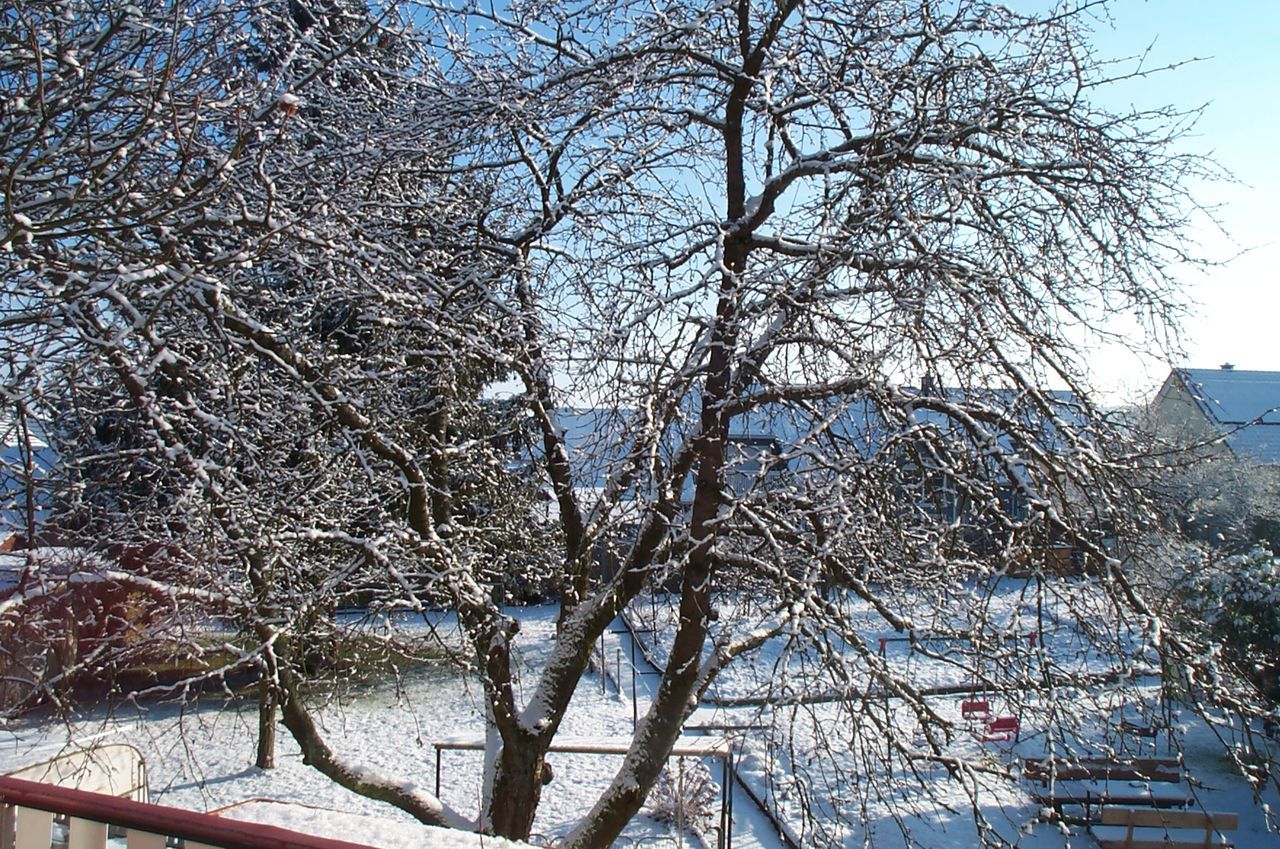 BARE TREES IN THE DARK