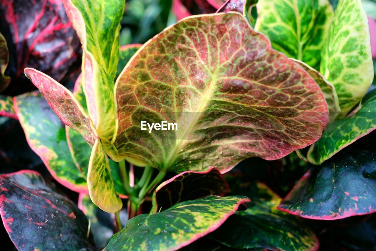 Close-up of leaves