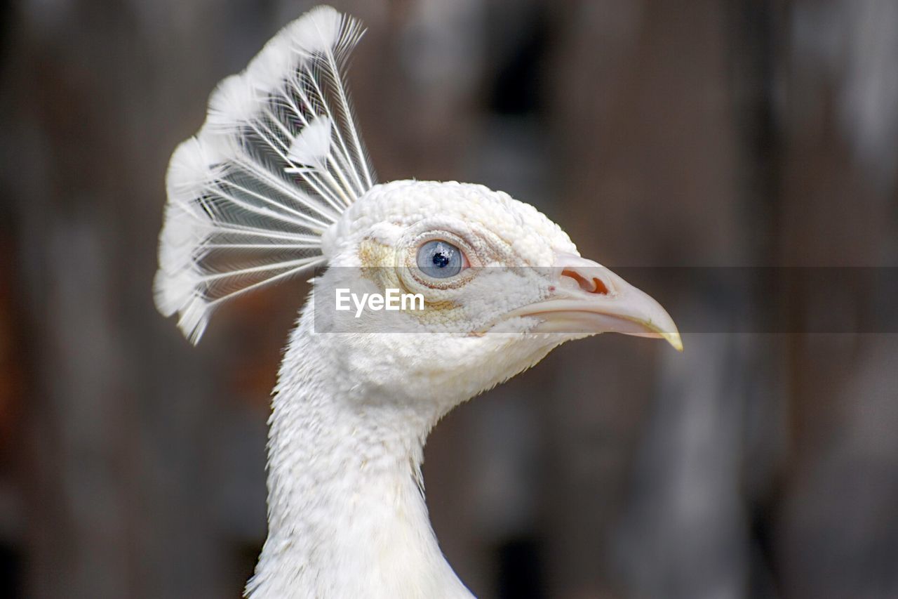 CLOSE-UP OF BIRD