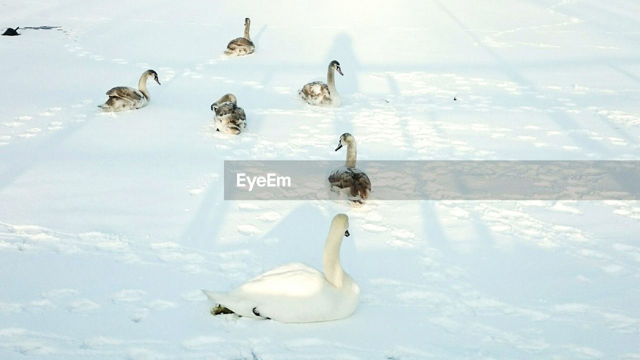 High angle view of birds on snowy field