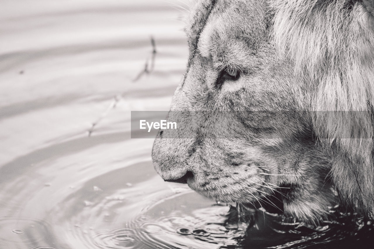 Close-up of lion drinking water