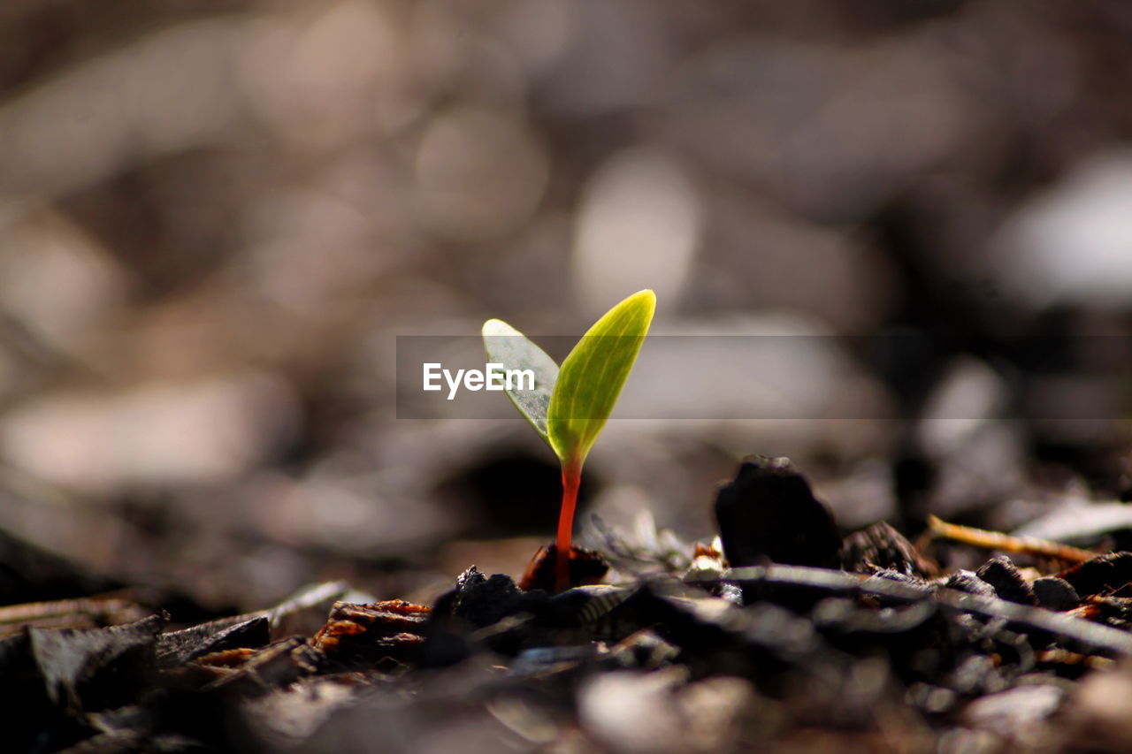 Close-up of seedling growing on field