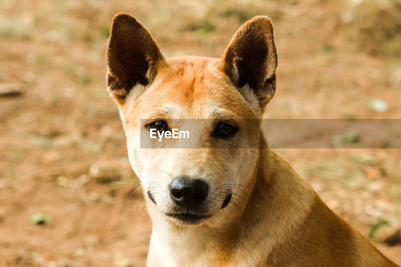 animal, animal themes, one animal, dog, mammal, portrait, pet, dingo, looking at camera, canine, domestic animals, animal body part, no people, animal wildlife, close-up, carnivore, focus on foreground, wildlife, outdoors, wolfdog, nature, day, animal head