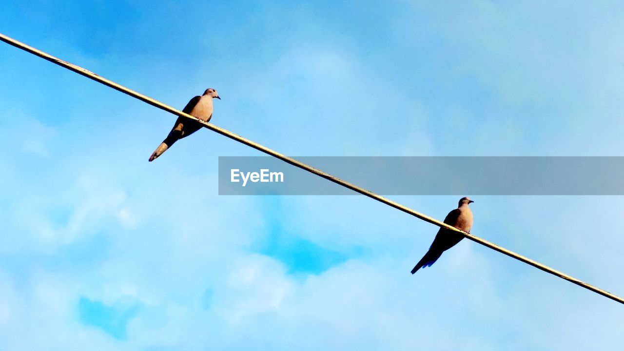 Low angle view of birds perching on cable against cloudy sky