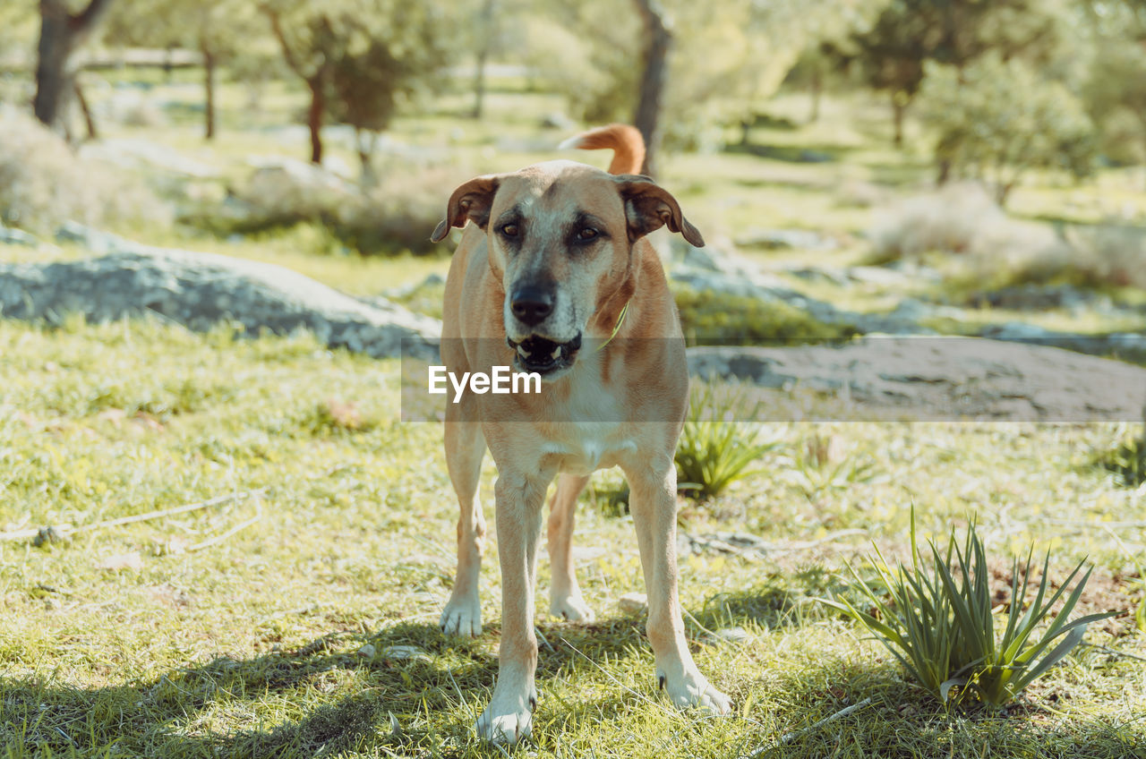 DOG STANDING ON FIELD