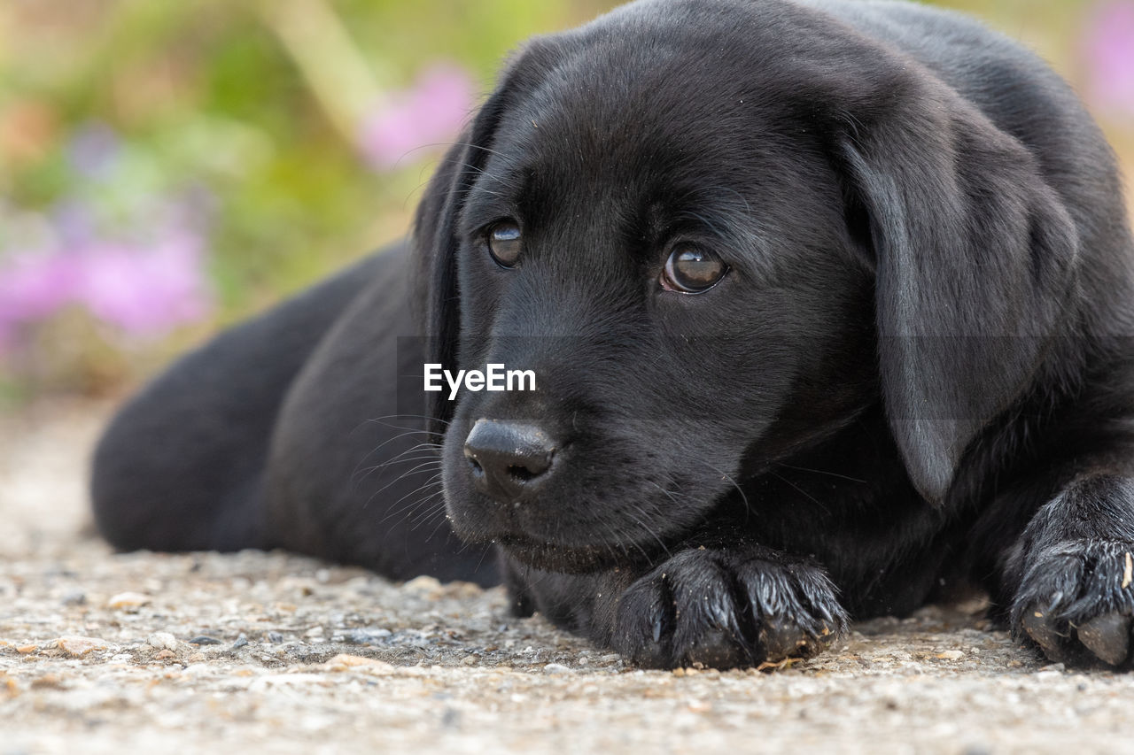 Cute portrait of an 8 week old black labrador puppy lying down on the ground 