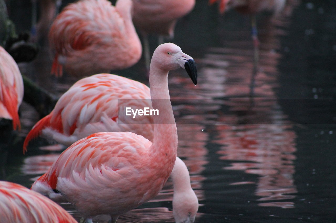 Close-up of birds in lake