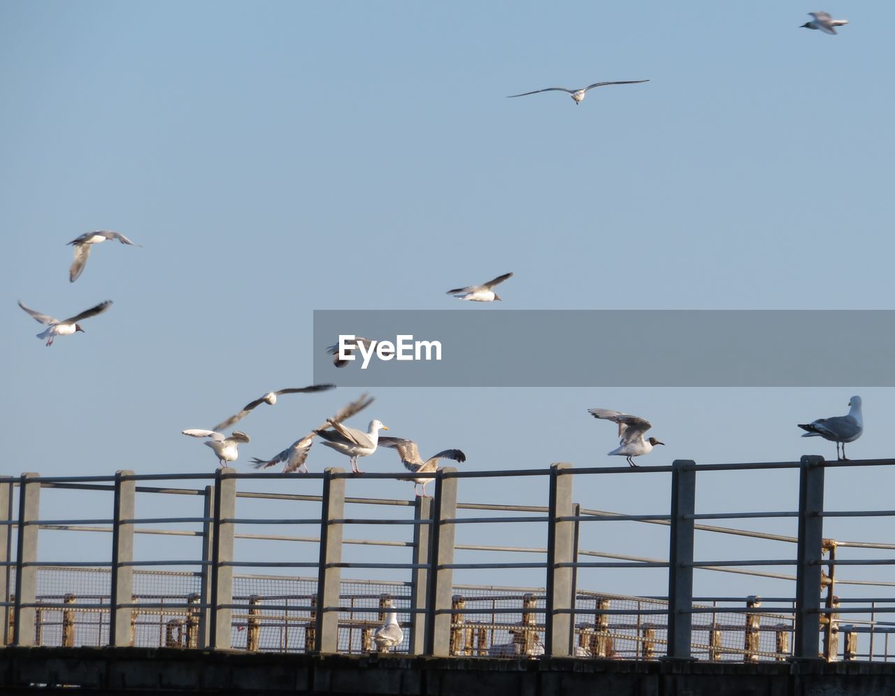 LOW ANGLE VIEW OF SEAGULLS FLYING AGAINST SKY