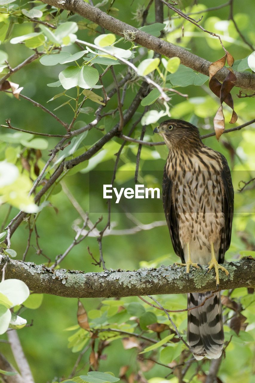 Low angle view of bird perching on branch