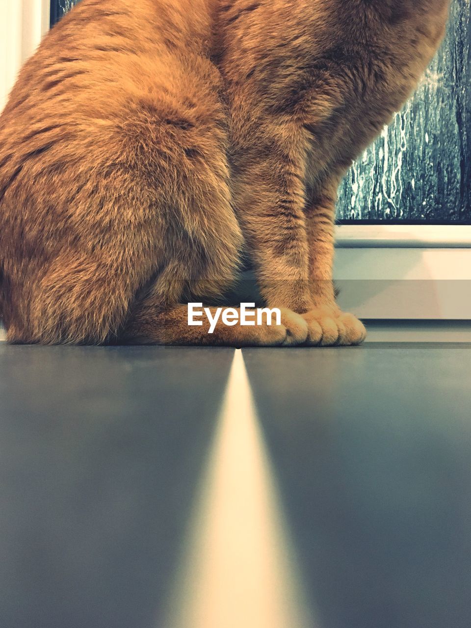 Close-up of a cat on table