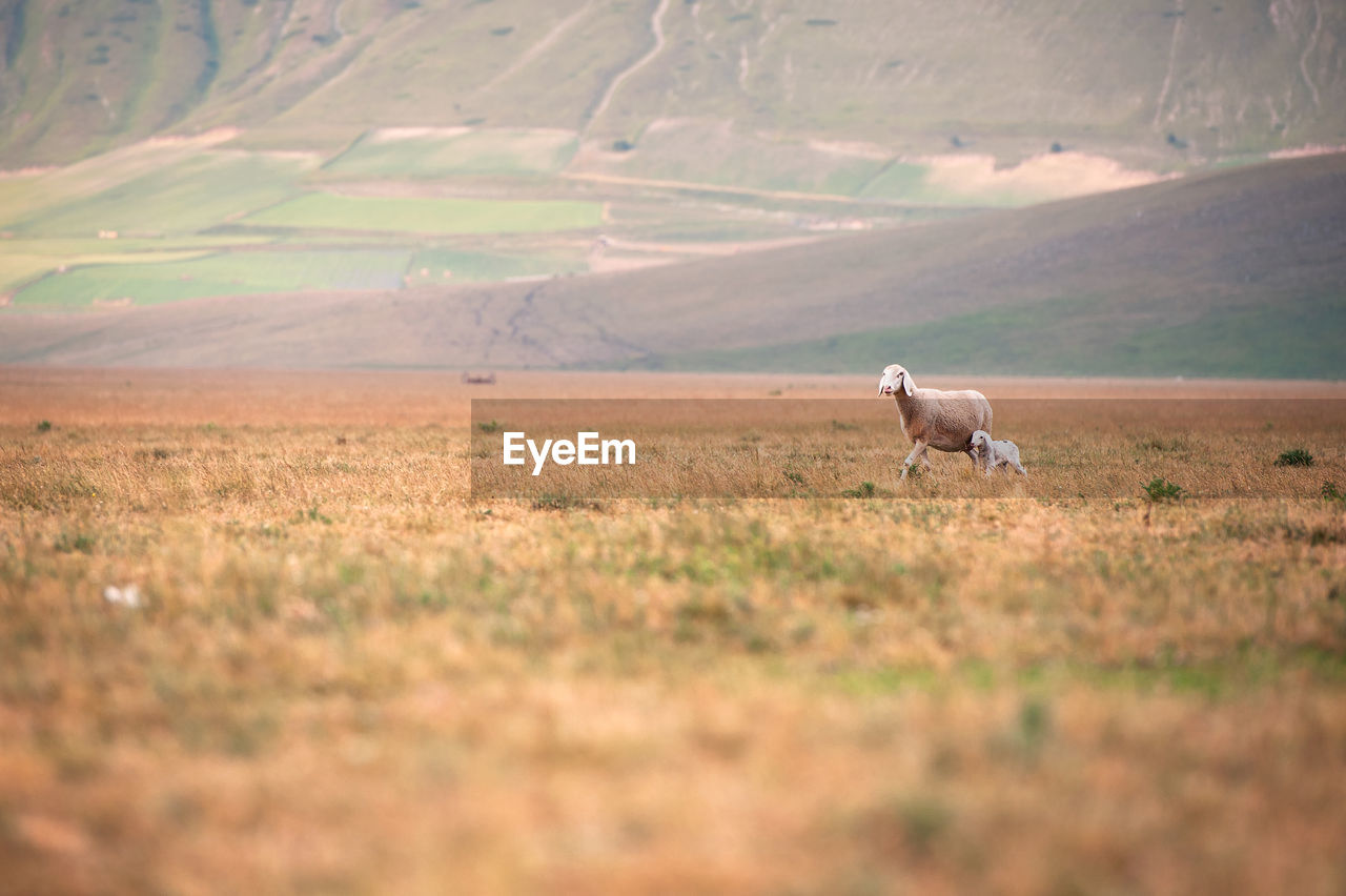 Sheep in a field