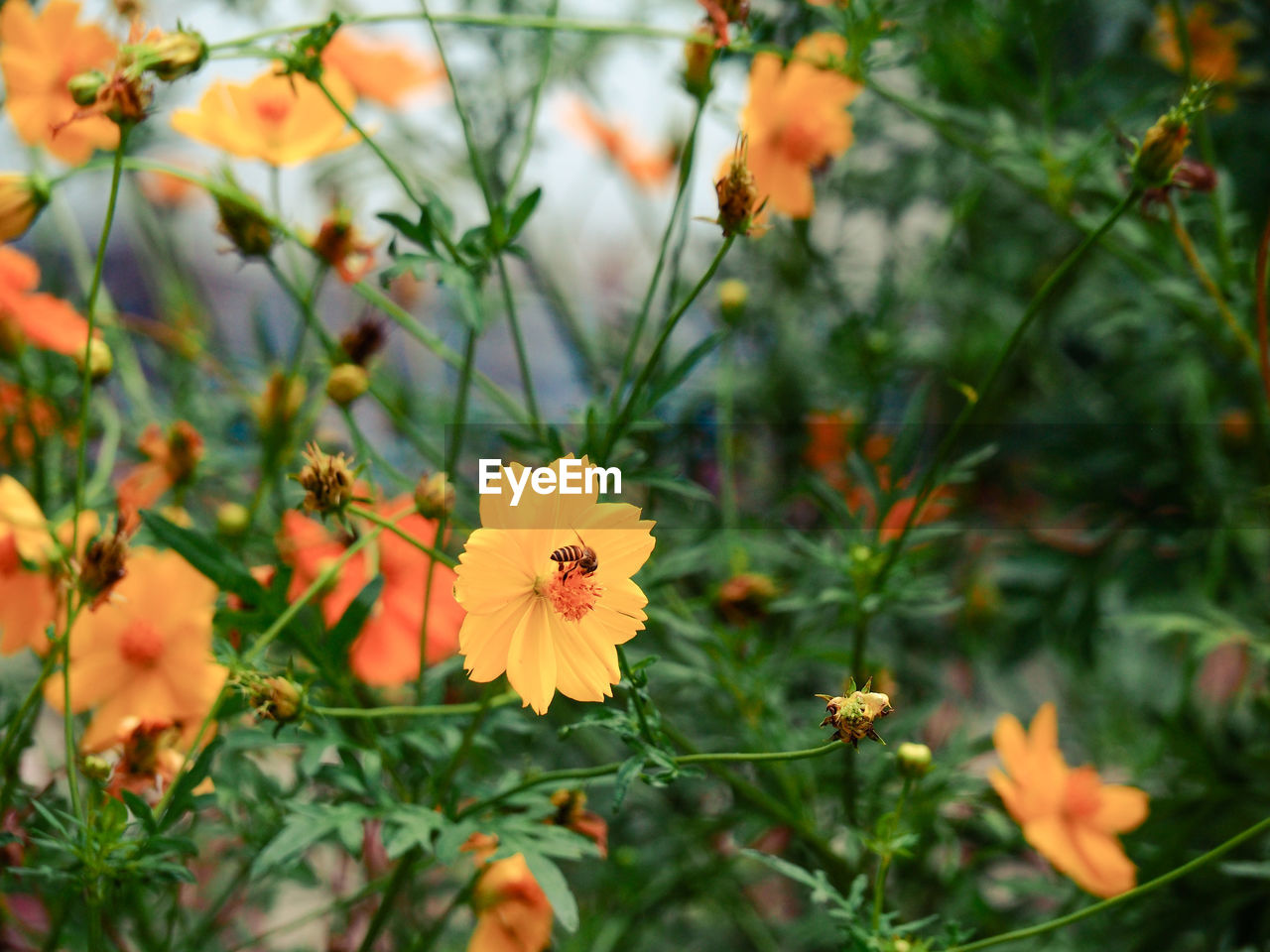 CLOSE-UP OF YELLOW FLOWERING PLANT