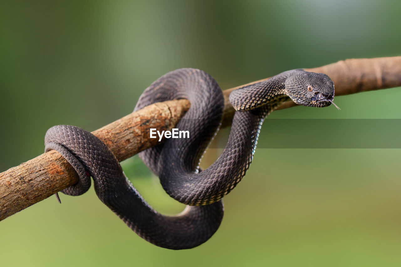 animal themes, snake, animal, one animal, animal wildlife, reptile, close-up, serpent, branch, wildlife, no people, macro photography, focus on foreground, nature, plant stem, tree, animal body part, green background, outdoors, curled up, day