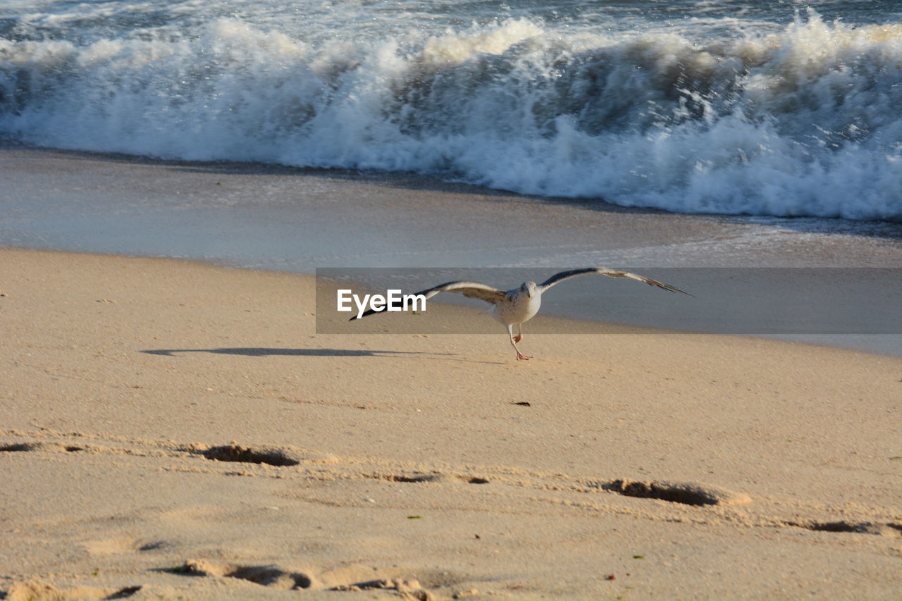 BIRD FLYING OVER BEACH