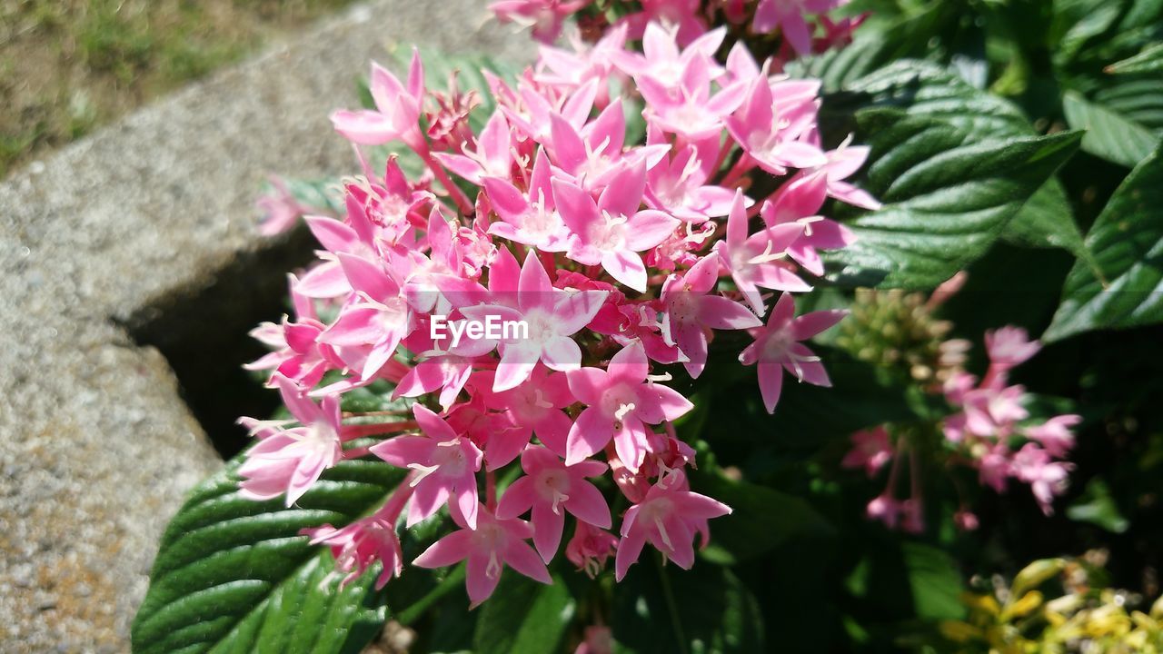 CLOSE-UP OF PINK FLOWERS BLOOMING