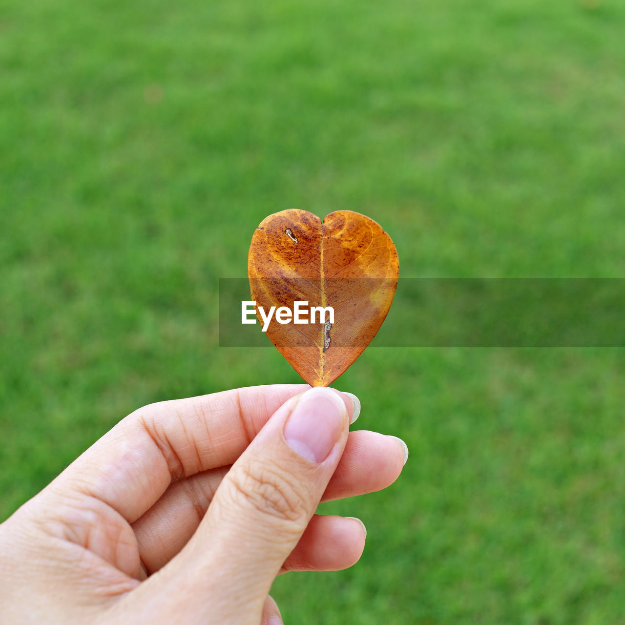 Cropped hand holding heart shape leaf over field