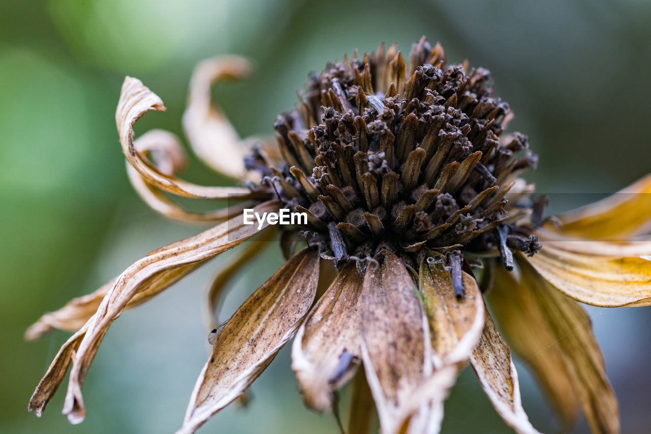 Close-up of wilted flower