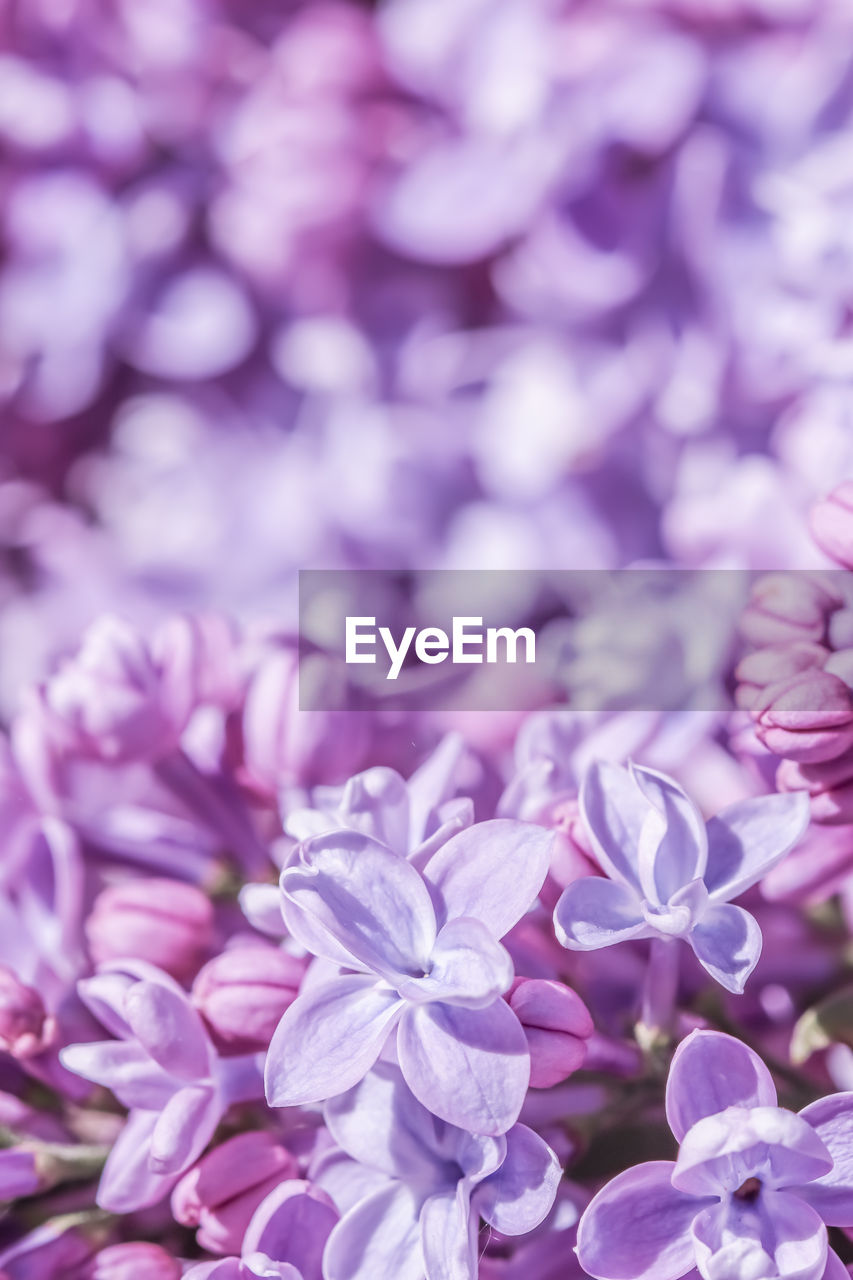 close-up of purple flowering plant