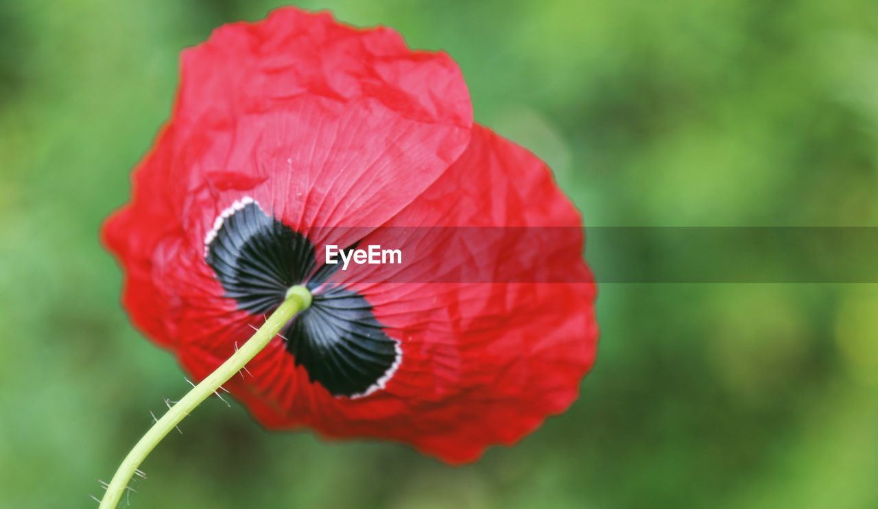 CLOSE-UP OF RED POPPY FLOWER AGAINST BLURRED BACKGROUND
