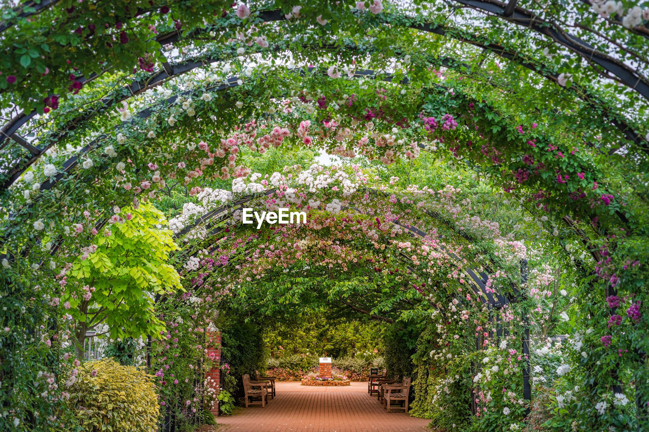 View of flowering plants in garden