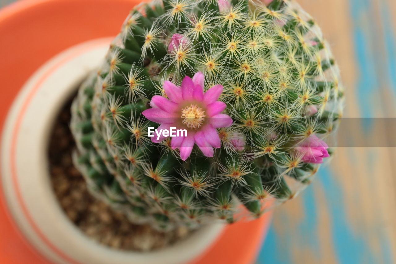 cactus, plant, succulent plant, flower, beauty in nature, growth, thorn, flowering plant, potted plant, nature, close-up, no people, freshness, barrel cactus, sharp, spiked, houseplant, focus on foreground, flowerpot, pink, outdoors, flower head, green, fragility, day