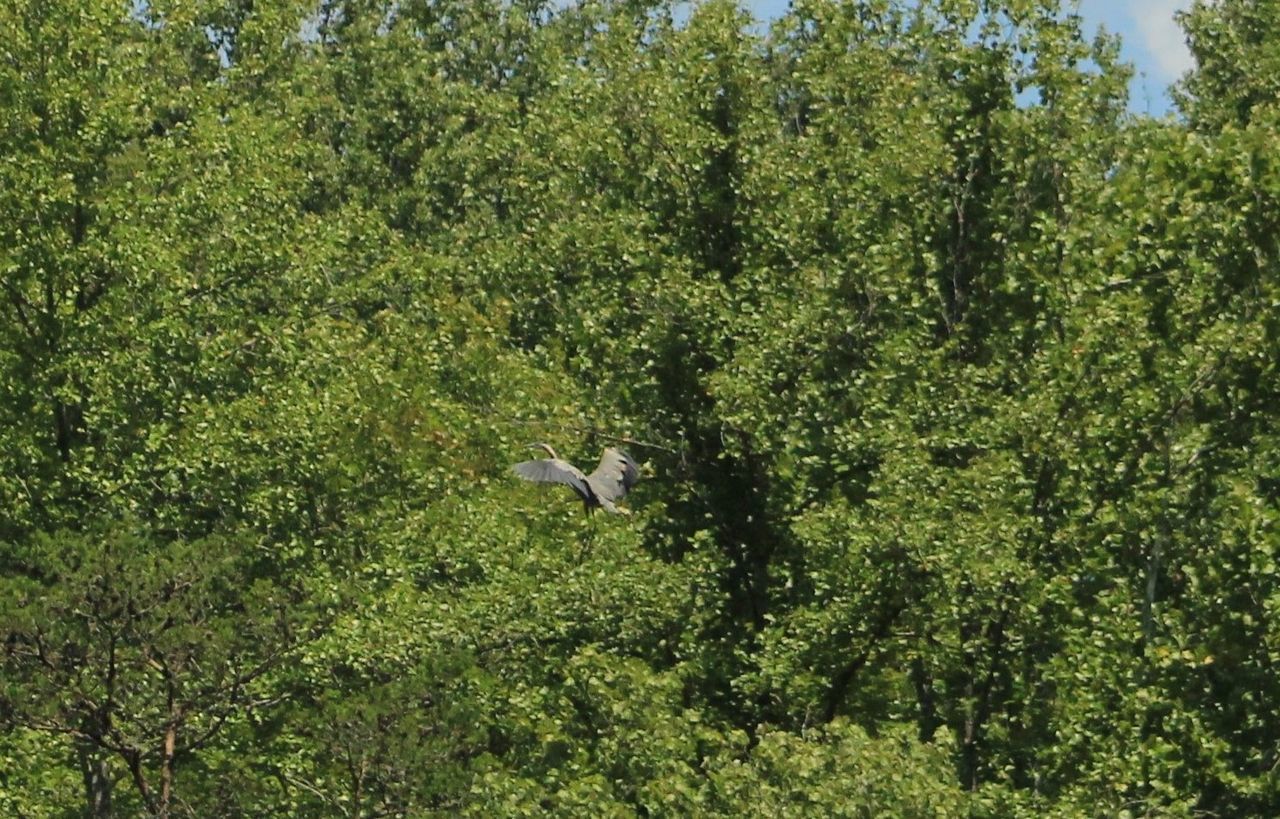BIRDS FLYING AMIDST TREES IN FOREST