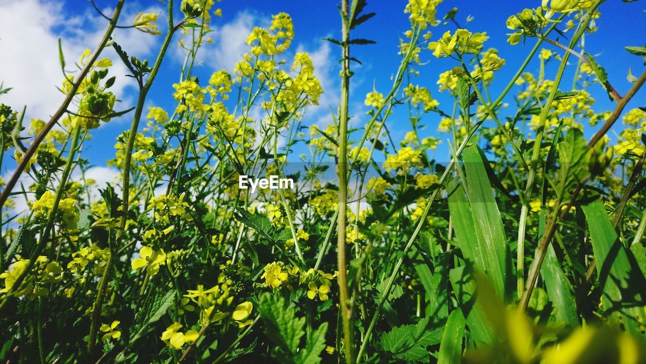 YELLOW FLOWERING PLANT ON FIELD