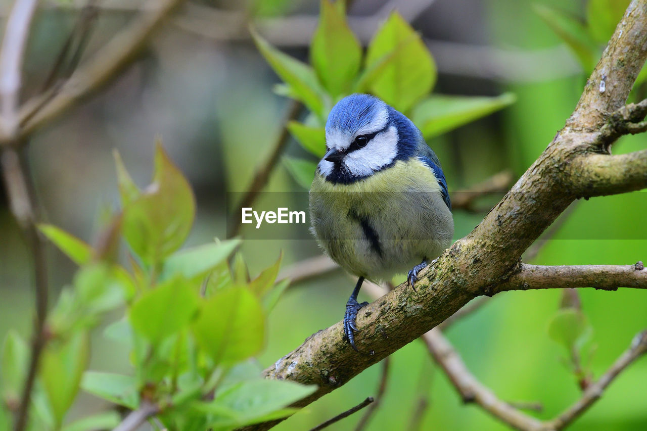 Close-up of a bluetit perching on  a branch