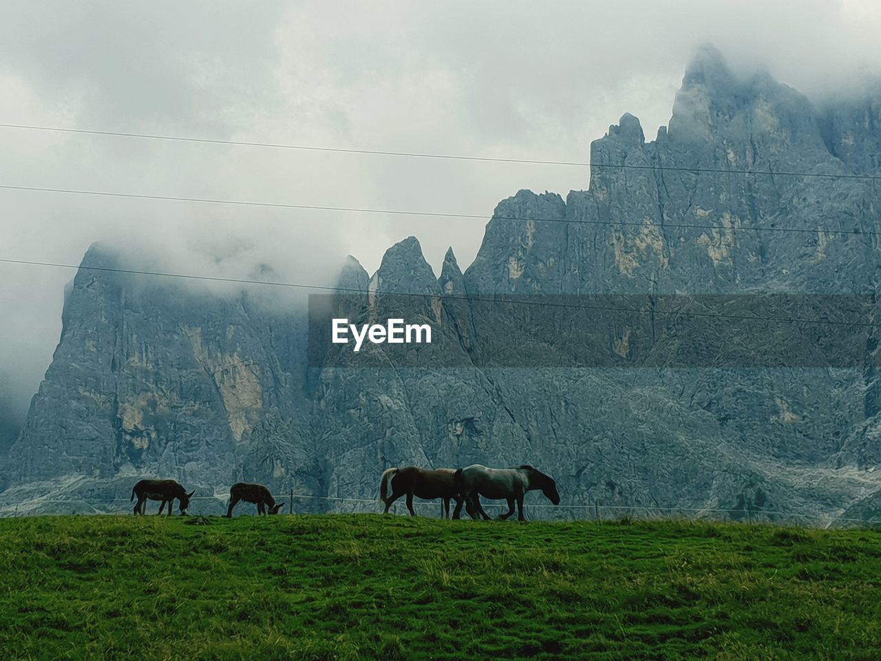 HORSES ON A FIELD