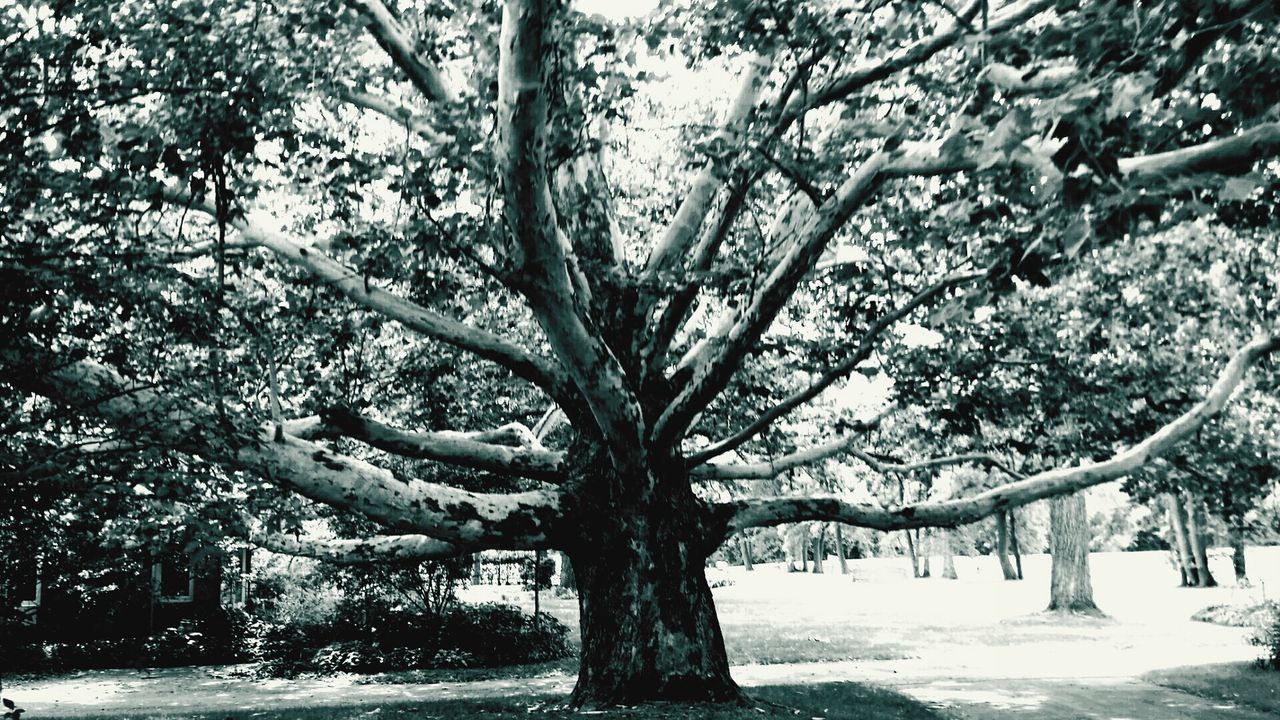 BARE TREES IN PARK