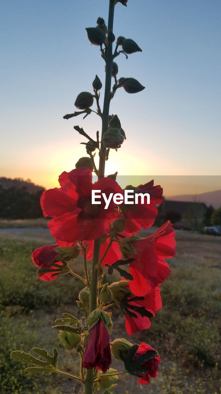 CLOSE-UP OF FLOWERING PLANTS ON FIELD AGAINST SKY