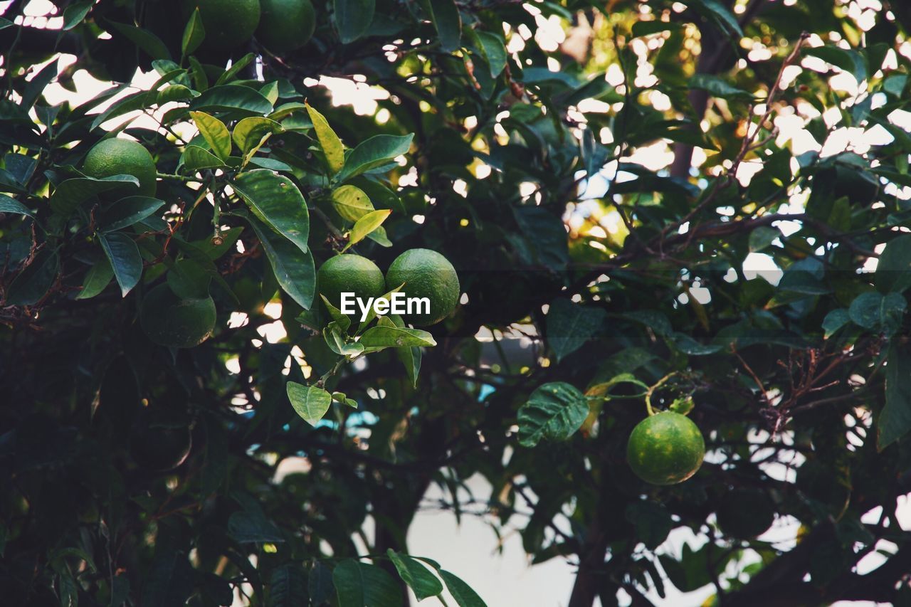 Close-up of fruits growing on tree