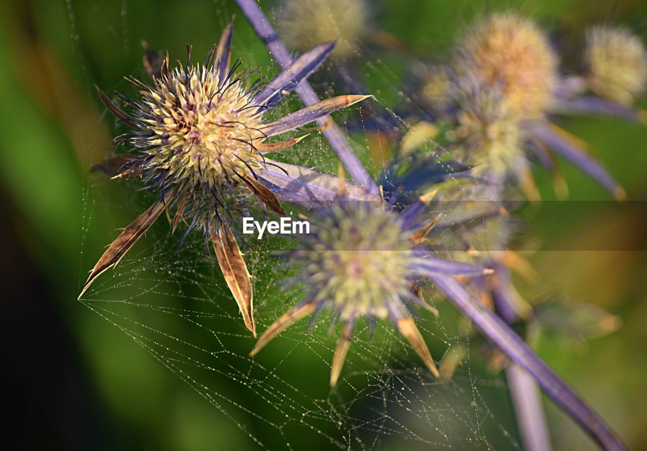 Close-up of thistle on plant