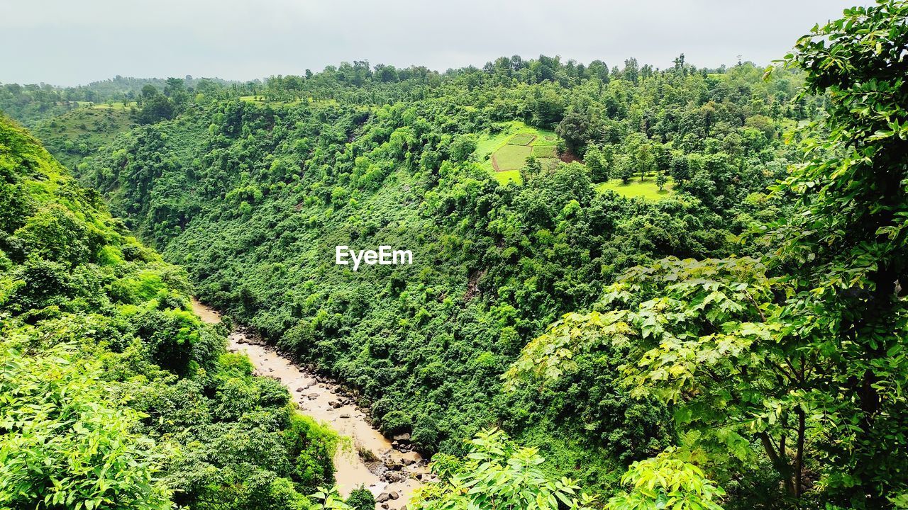 PLANTS GROWING ON LAND