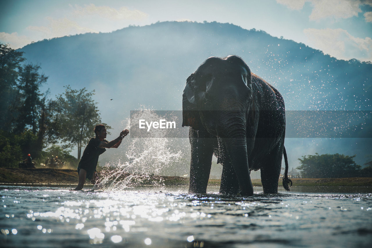 Young man washing elephant in lake