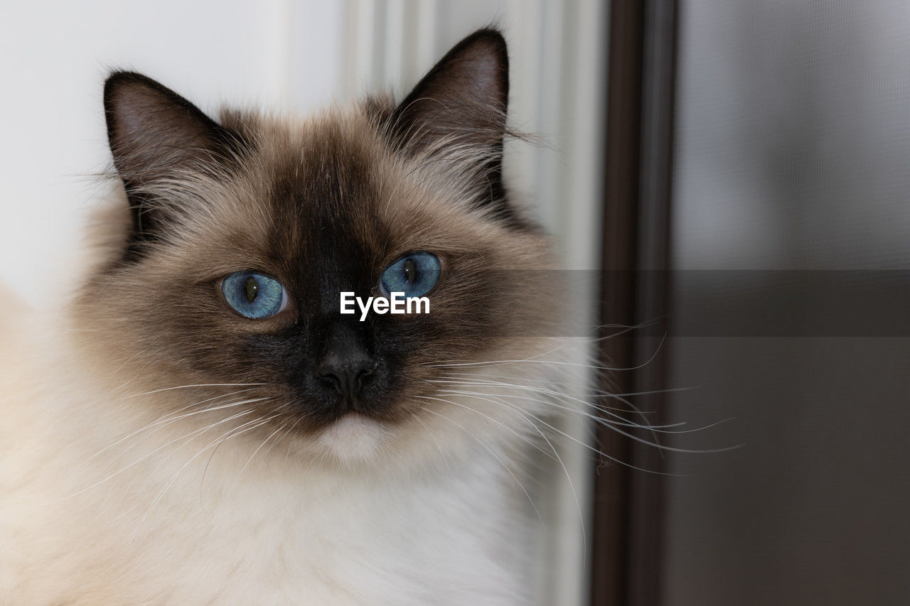 Portrait of blue eyed ragdoll cat