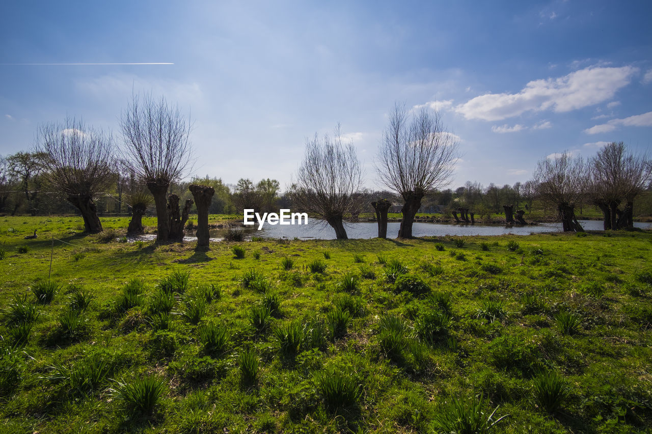 VIEW OF TREES ON FIELD AGAINST SKY