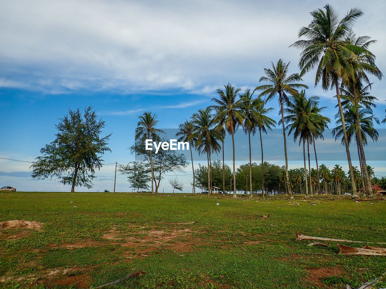 Palm trees on field against sky