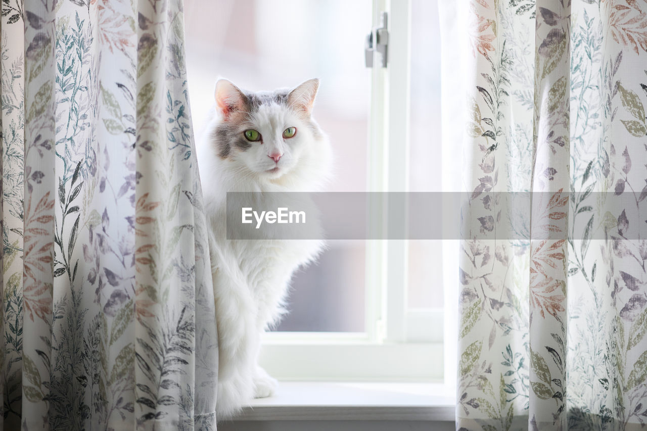 White cat sitting beside a window behind curtain looking at camera