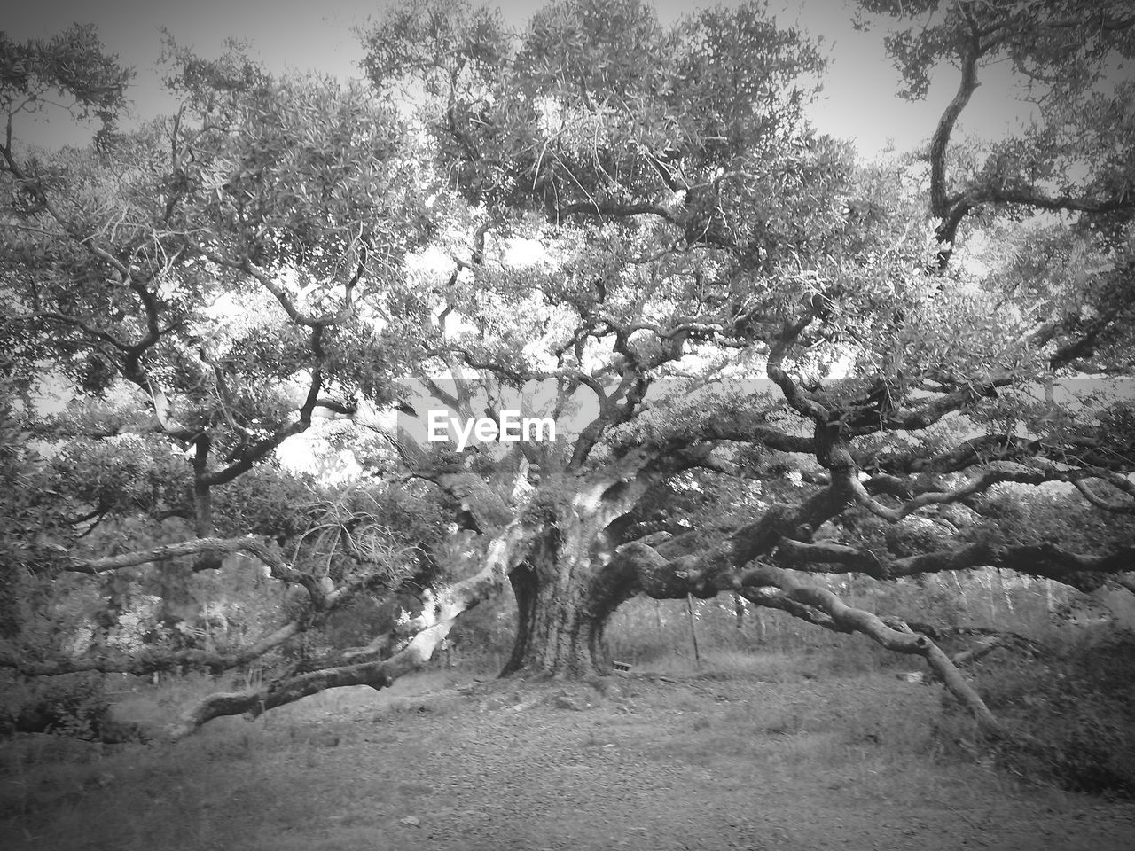 VIEW OF TREES ON FIELD