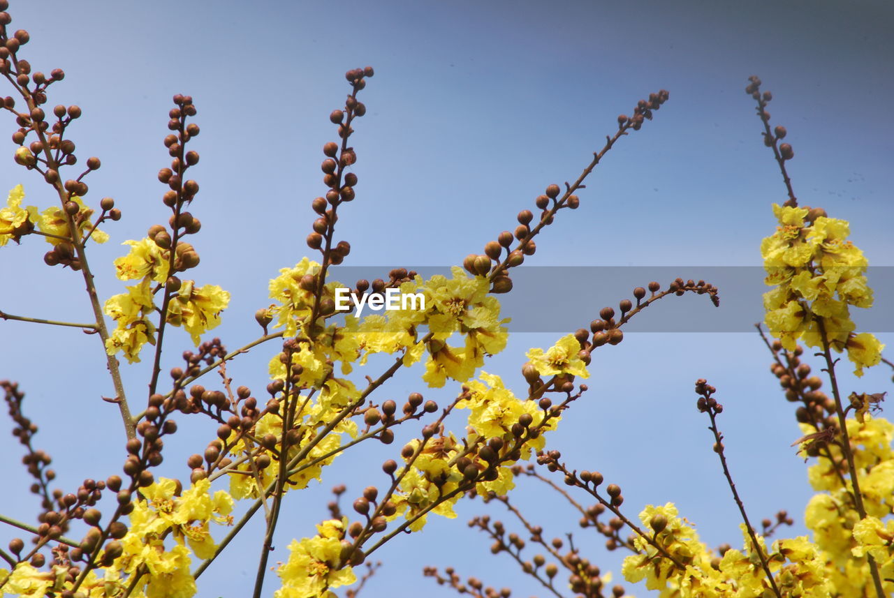 Low angle view of flowers blooming on tree