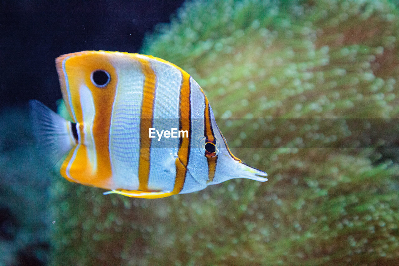 Close-up of fish swimming in aquarium