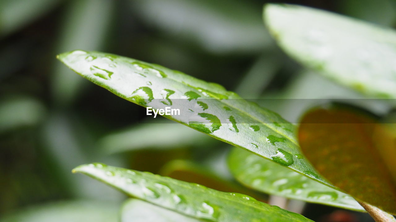 green, plant, close-up, leaf, macro photography, plant part, drop, water, nature, flower, grass, wet, no people, dew, growth, moisture, freshness, beauty in nature, plant stem, outdoors, yellow, environment, selective focus