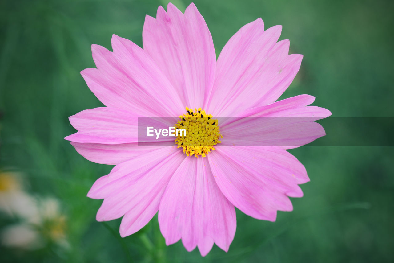 Close-up of pink flower