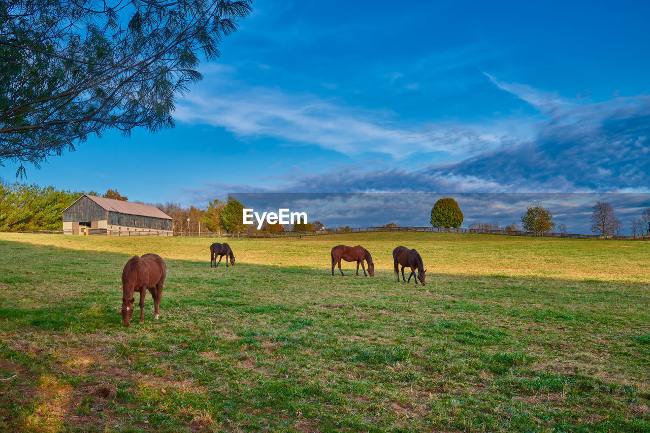 Thoroughbred horses grazing in a field with horse barn in the background.